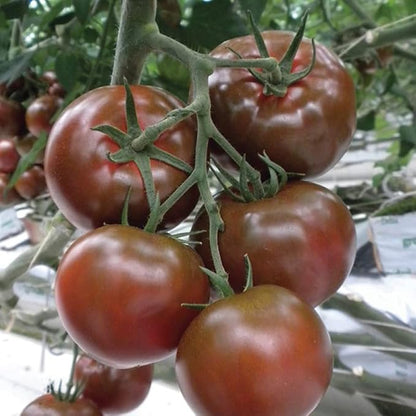 Seeds Black Prince Tomato Indeterminate Rare Variety True Siberian Tomato Non GMO Heirloom