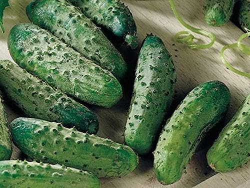 Seeds Vegetable Cucumber Parisian Gherkin Heirloom Without Bitterness for Pickling - 20 Seeds