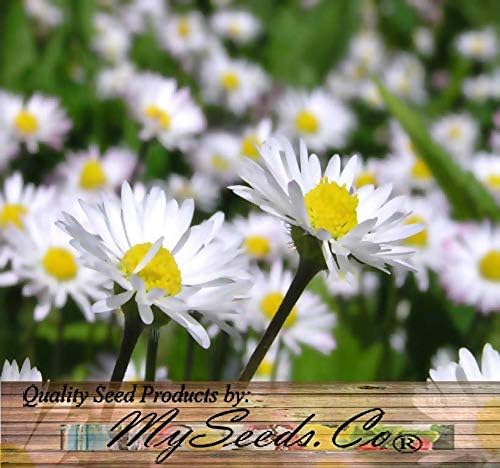 Big Pack - English Daisy Mixed Seed (25,000+) - Bellis perennis Long Flowering Season - Edible Flower Seeds (Big Pack - English Daisy Mix)