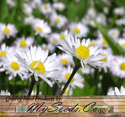 Big Pack - English Daisy Mixed Seed (25,000+) - Bellis perennis Long Flowering Season - Edible Flower Seeds (Big Pack - English Daisy Mix)