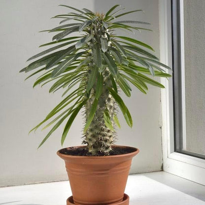 GARDENERA Madagascar Palm Potting Soil - Enhance Growth and Health with Professional Grade Nutrient-Rich Mix - 3 Quart