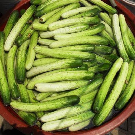 100+ Cucumber Mix Seeds 12 Asian Varieties Non-GMO Delicious and Crispy, Rare and Super Prolific, Cucumis sativus, American, Korean, Japanese, Vietnamese Cucumber, Dưa nếp Hàn, Việt NAM, Mini Size