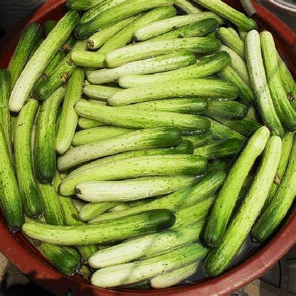 100+ Cucumber Mix Seeds 12 Asian Varieties Non-GMO Delicious and Crispy, Rare and Super Prolific, Cucumis sativus, American, Korean, Japanese, Vietnamese Cucumber, Dưa nếp Hàn, Việt NAM, Mini Size