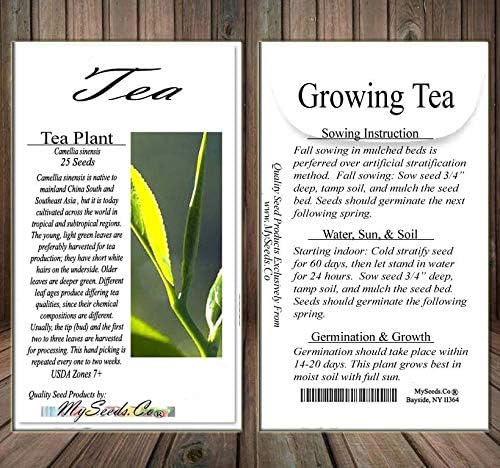 Big Pack - (25) Tea Plant Seed - Camellia sinensis - Edible Flower Seeds (Big Pack - Tea Plant)