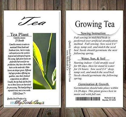 Big Pack - (25) Tea Plant Seed - Camellia sinensis - Edible Flower Seeds (Big Pack - Tea Plant)