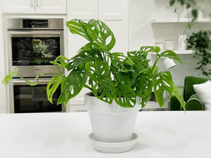 GARDENERA Swiss Cheese Plant Soil Blend - Enhance Root Development and Retain Moisture for Monstera Deliciosa - 5 Quart