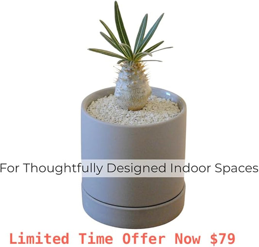 Crystal Grain Cactus & Succulent Soil Mix, Coarse Grain for Maximum Drainage, 100% Inorganic & Odorless, Visible Watering Indicator, Patented Japanese Tech,2L