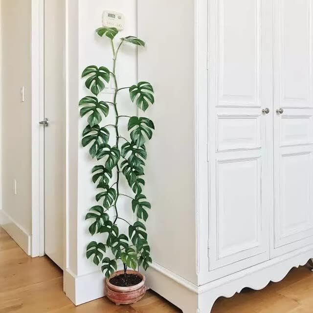 GARDENERA Mini Monstera Planting Mix - Promotes Steady Growth and Vibrant Foliage - 10 Quart (2 Bags of 5 Quart)