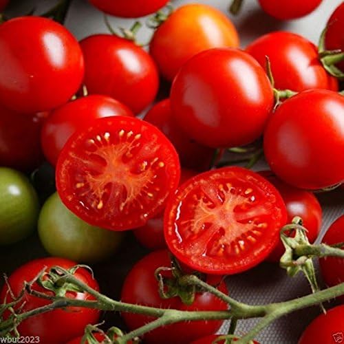 Campari Tomato Seeds,Very Juicy,High Sugar Level,Low Acidity,Lack of Mealiness !(100 Seeds)