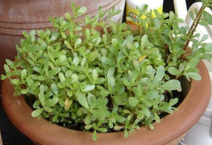 Golden Purslane Seeds Edible Portulaca Oleracea Sativa Non GMO Heirloom 600pcs