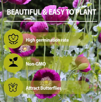 4200+ Purple Poppy Flower Seeds for Planting-Heirloom Non-GMO Seeds,Colorful Blooming Garden Flowers