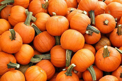 Park Seed Wee-B-Little Pumpkin Seeds – Non-GMO, AAS-Winning Mini Pumpkins for Painting, Carving & Baking, Compact Semi-Bush Vines, Deep Orange Skin, Pack of 25