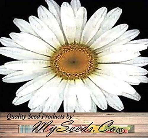 Big Pack - Chrysanthemum Species Mixed Seed (10,000+ Seeds) - Contains Painted Daisy, Garland Daisy, Ox-Eye Daisy, Alaska and Silver- Edible Flower Seeds (Big Pack - Chrysanthemum Mix)