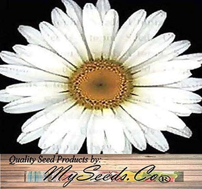 Big Pack - Chrysanthemum Species Mixed Seed (10,000+ Seeds) - Contains Painted Daisy, Garland Daisy, Ox-Eye Daisy, Alaska and Silver- Edible Flower Seeds (Big Pack - Chrysanthemum Mix)