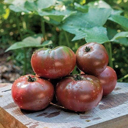 Park Seed Variety of Tomato Seeds, Planting Vegetables, Easy to Grow, Non-GMO, Perfect for Harvesting, Hybrid Purple Boy, Pack of 10