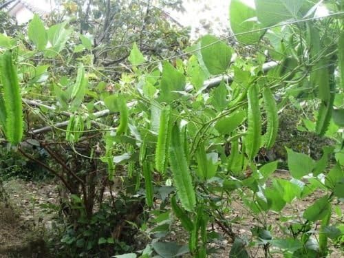 1 packet (50 seeds) - Winged Bean - Dau Rong - Four Angled bean - Manila bean