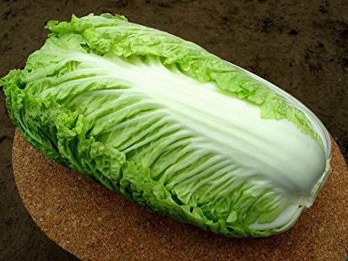 Seeds Napa - Chinese Cabbage - Heirloom Vegetable - GMO Free