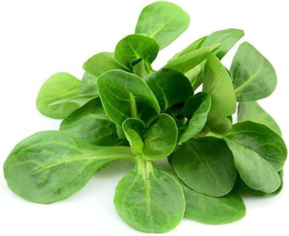 Mache Lettuce - Delicious Verte de Cambrai - 300 Seeds of Small Leaf Variety and Best for Overwintering in The Cold Northeast. Corn Salad.