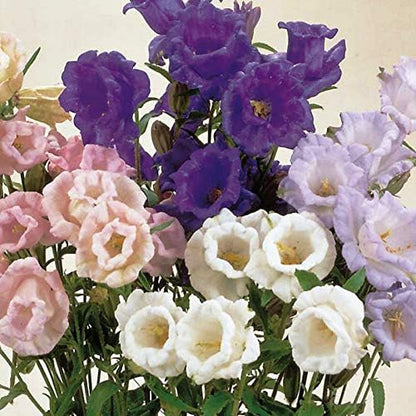 Seeds Canterbury Bells Double Mix/Bellflower/Biennial Flowers