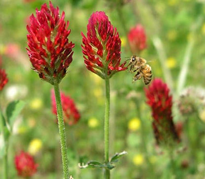 Crimson Clover Seeds, Premium Cover Crop Seeds, 1 Pound Pack from Seeds2Go