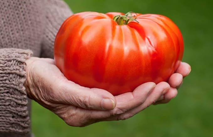 Seeds Red Giant Beefsteak Tomato Indeterminate Non GMO Vegetable for Planting