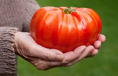 Seeds Red Giant Beefsteak Tomato Indeterminate Non GMO Vegetable for Planting