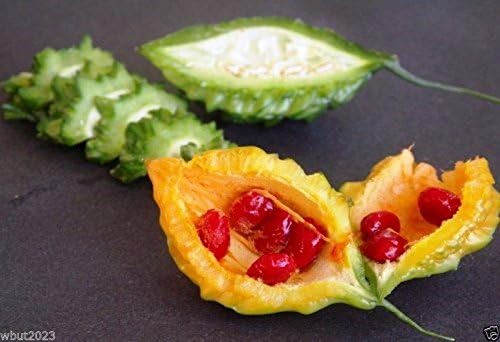 JAMAICAN CERASEE SEEDS- Bitter Melon-bitter Gourd,Use As Vegetable & Herb(25 Seeds)