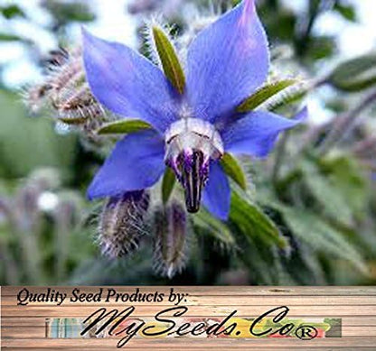Big Pack - Borage, Borago officinalis Seeds (1,500 Seeds) - Edible Flower Seeds (Big Pack - Borage)