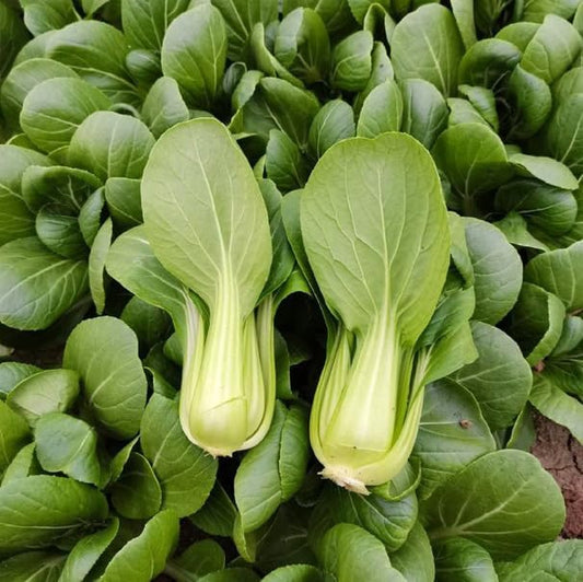 500PCS Baby Pak Choi Seeds Bok Choy Chinese Cabbage Seeds Non-GMO Heirloom