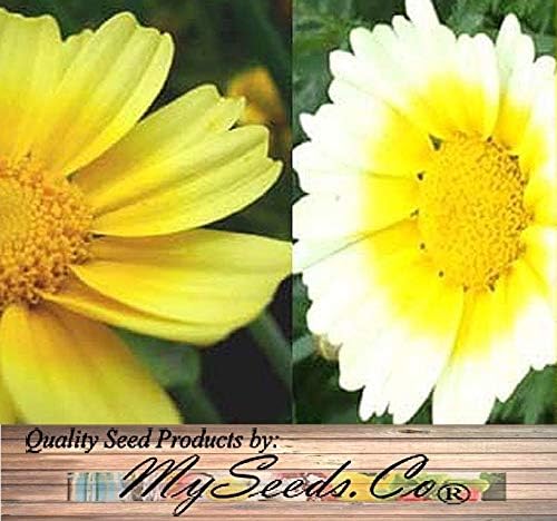 Big Pack - Chrysanthemum Species Mixed Seed (10,000+ Seeds) - Contains Painted Daisy, Garland Daisy, Ox-Eye Daisy, Alaska and Silver- Edible Flower Seeds (Big Pack - Chrysanthemum Mix)