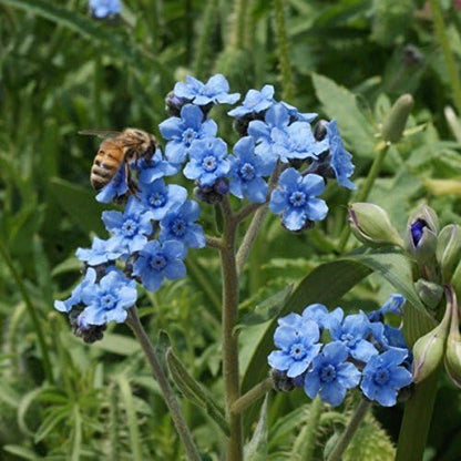 Outsidepride Cynoglossum Blue Chinese Forget Me Not Seeds - 1 Lb. Self-Sowing Annual Flower Seeds for Planting Dense Blue Blooms & Upright Growth Habit for Borders, Pollinator & Cottage Gardens