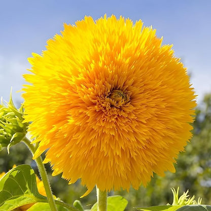 Dwarf Sunflower Seeds for Planting - 50 Heirloom Non GMO Teddy Bear Sunflower Seeds Plant & Grow Home Outdoor Annual Garden - 1 Packet