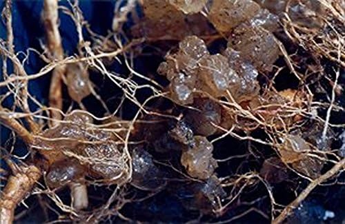 3 Pounds Water Storing Crystals Super Absorbent Polymer for Plants