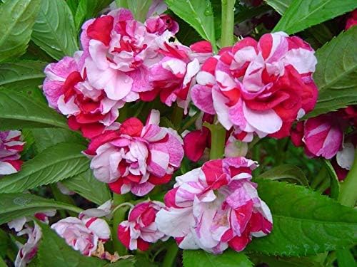 Seeds Garden Balsam Mix Annual Flowers for Planting