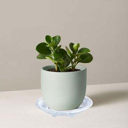 6 Pack of Plant Saucer 8 inch, Heavy Duty Clear Plastic Plant Saucers, Round Plant Drip Trays for Indoors Outdoor, Plant Water Tray for Planters