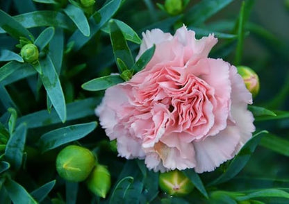 100+ Double Picotee Mix Carnation Seeds Dianthus Caryophyllus Flowers Non-GMO Cut Flower Fragrant Blooms