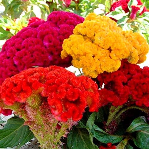 Celosia Seed Mix Celosia Cristata Cockscomb Woolflowers About 200 Seeds for Planting