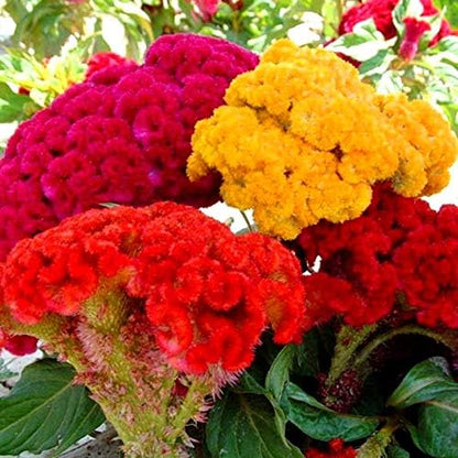 Celosia Seed Mix Celosia Cristata Cockscomb Woolflowers About 200 Seeds for Planting