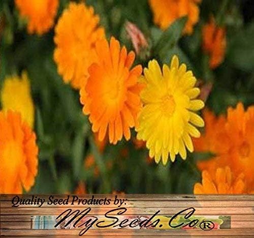 Big Pack - Calendula Flower Seeds (4,500 Seeds) - Calendula officinalis Pacific Beauty Mix - Edible Flower Seeds (Big Pack - Calendula Mix)