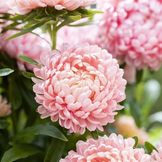 50+ Duchess Peony Aster Seeds Callistephus Tall Flowers Garden Planting