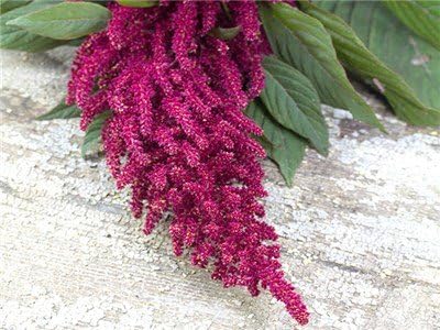 Bulk Organic Red Garnet Amaranth Seeds (10 lb)
