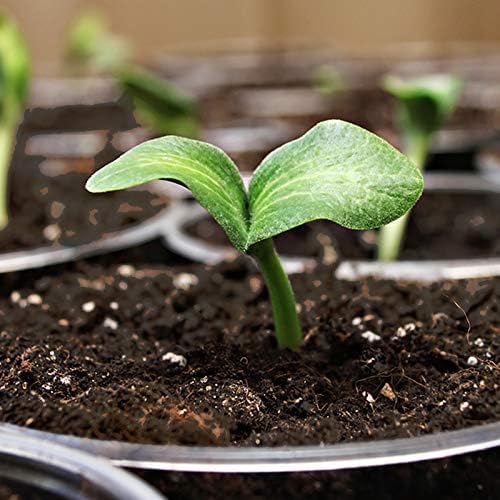 Coast of Maine Organic & Natural Sprout Island Blend Seed Starter - Seed Germination & Root Plant Cuttings w/Composted Manure, Mycorrhizae, Worm Castings & Kelp - Enhanced Drainage (8 Qt)