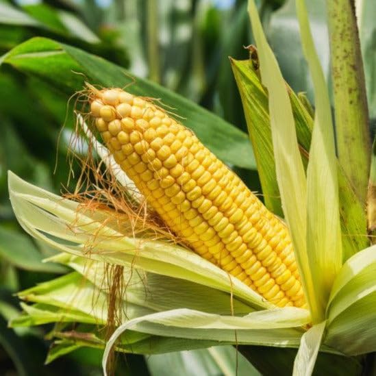 TomorrowSeeds - Incredible Sweet Corn Seeds - 360+ Count - for 2026 Planting SE Sugary Enhanced Hybrid Golden Yellow Pole Corns Untreated USA Vegetable Grow Your Own Home Farm Patio Healthy