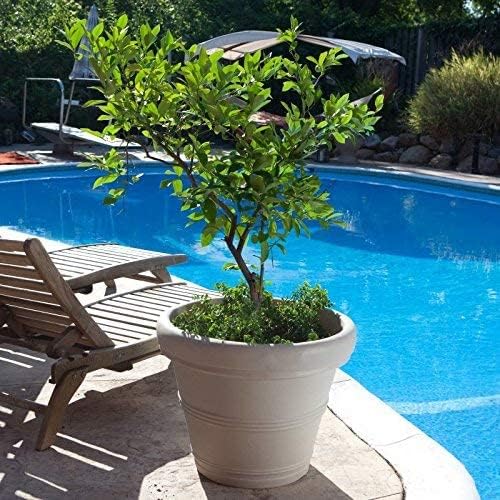 Crescent Garden Brunello Small Classic Planter, Indoor/Outdoor Weather-Safe Round Plant Pot, Small Resin Houseplant Pot - 12'' W (Concrete-Color)
