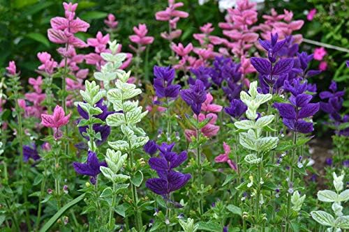Seeds Flowers Clary Tricolor Mix Annual - 100 Seeds