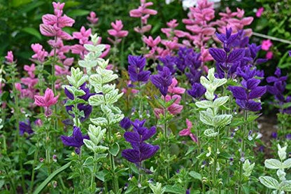 Seeds Flowers Clary Tricolor Mix Annual - 100 Seeds
