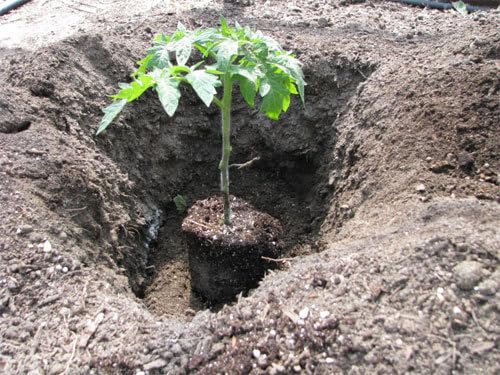 Organic Growing Fertilizer 1 Gal, CDFA Organic Registered. Plant Care Fertilizer for Vegetable Gardens Like Tomato, Cucumber, Squash, Beans and All Other Plants