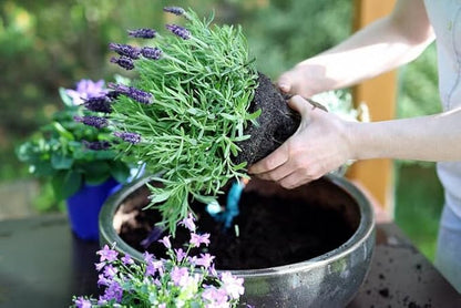 Gardenera Lavender Potting Soil - Ensure The Health and Success of Your Lavender Plants - 1 Quart