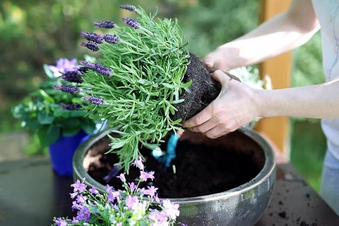 GARDENERA Lavender Planting Medium - Create a Serene and Fragrant Garden Oasis - 2 QUARTS