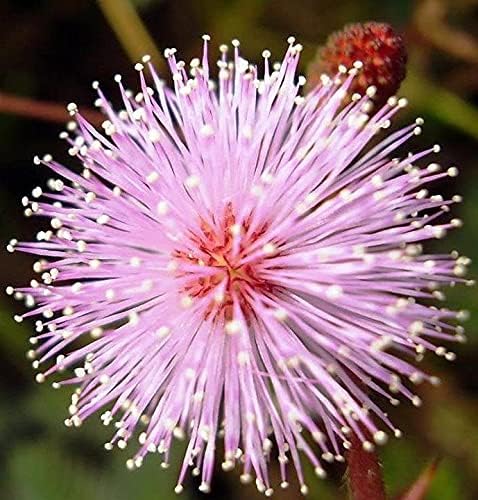 40+ Seeds Mimosa Shy Sensitive Plant Fast Growing - Flower Pink